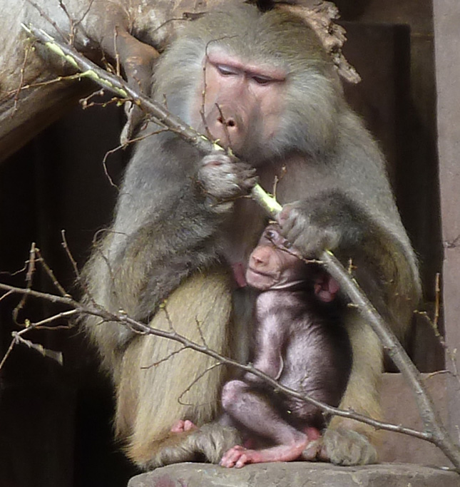 Baboon mother and child in zoo