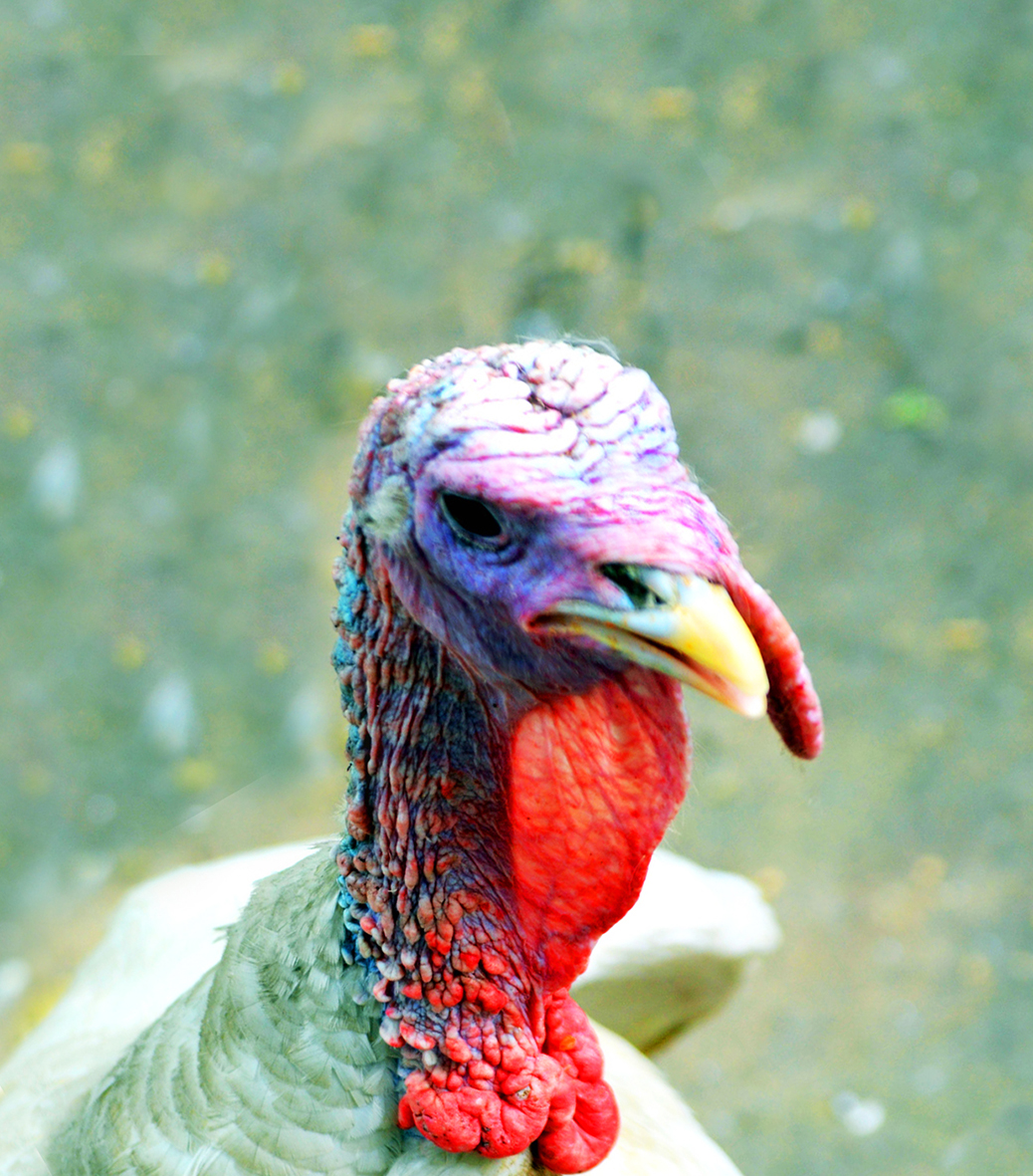head of beautiful turkey