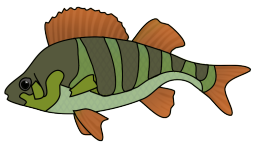 green orange fish drawing
