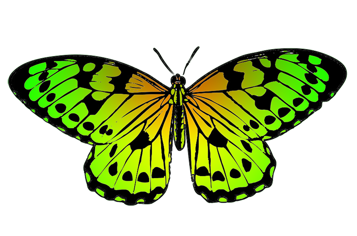 tropical butterfly image