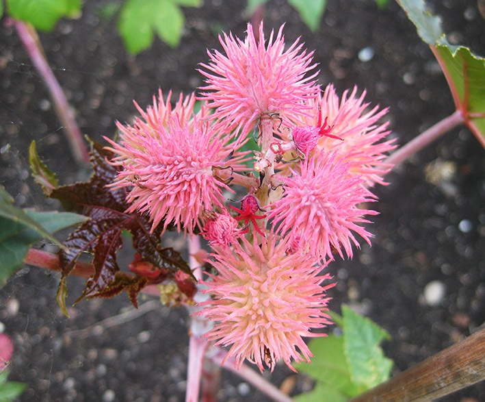 pink fluffy flowers