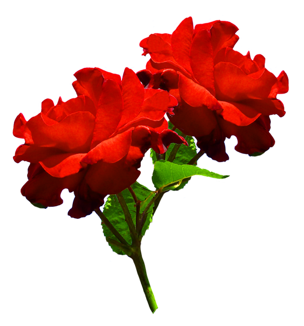 clipart of two red roses