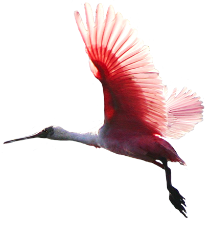 flying pink bird picture