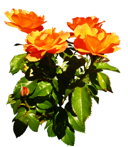 bunch of orange roses blooming