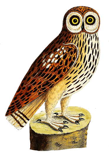 great horned owl