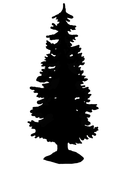 tall spruce silhouette