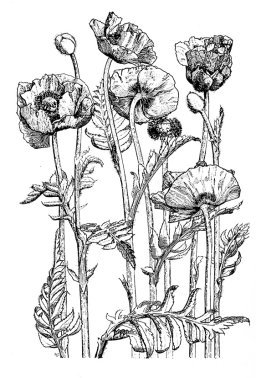 Oriental poppy drawing black white