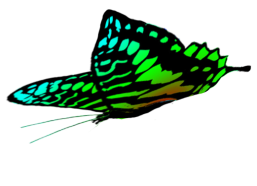 green butterfly wings