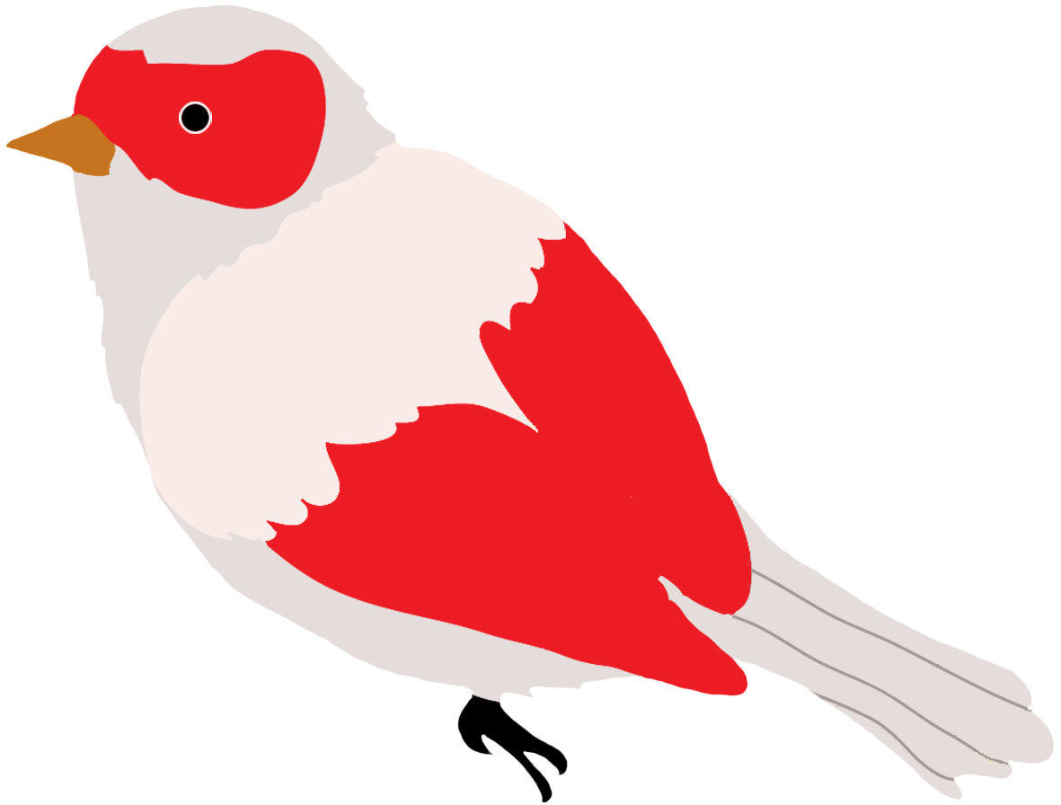 red and grey colored bird drawing