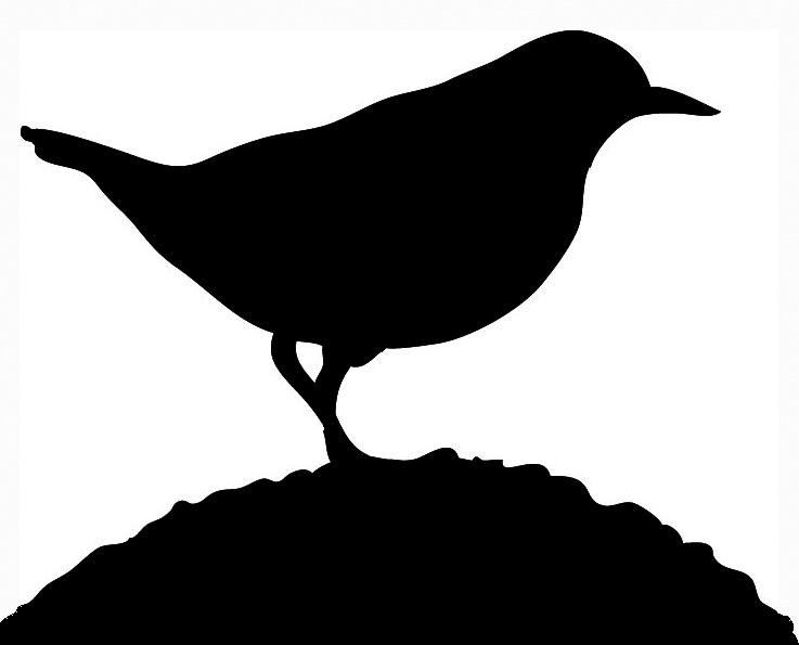 bird silhouette small bird on grass