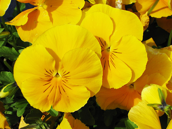 yellow orange pansies