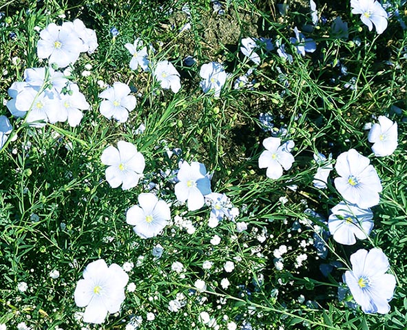 soft blue flowers