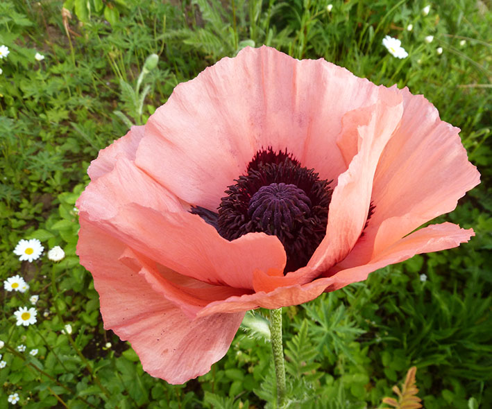 soft red poppy