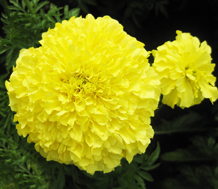 Yellow Geranium picture