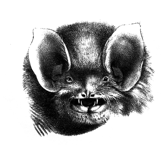 laughing bat head clipart