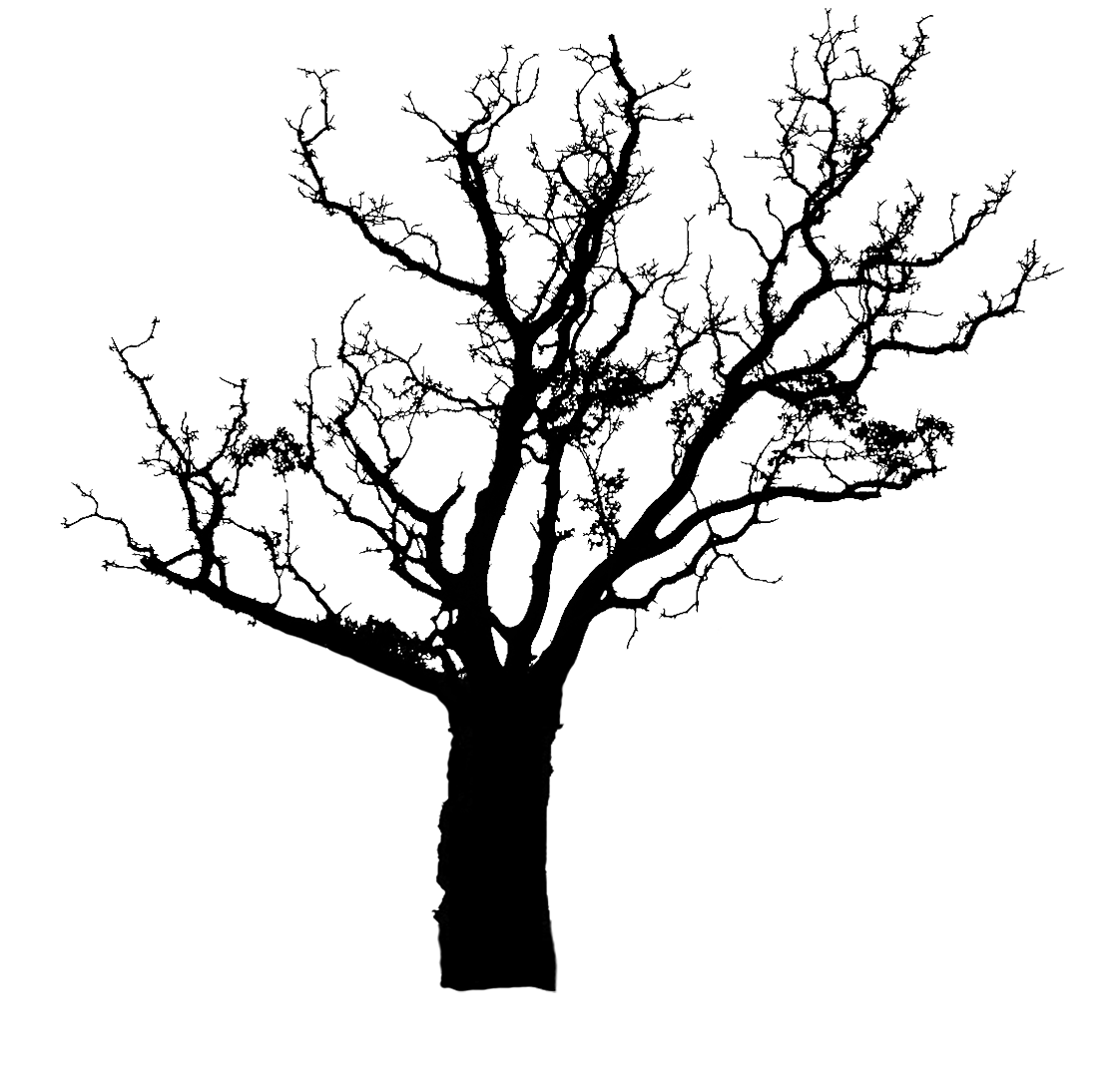 crooked tree silhouette