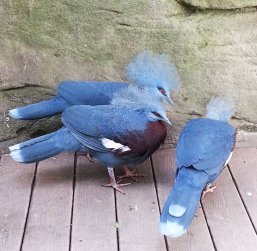 Southern crowned pigeons