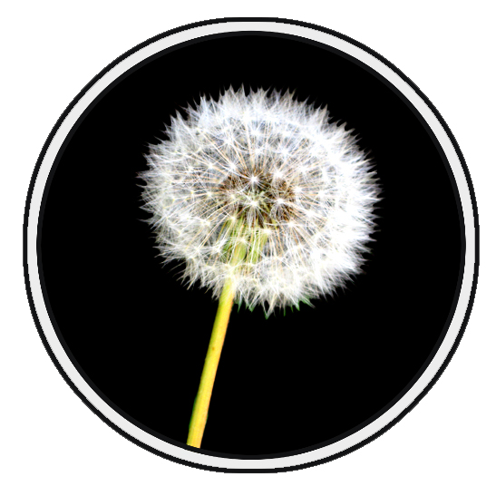 dandelion flower clip art example