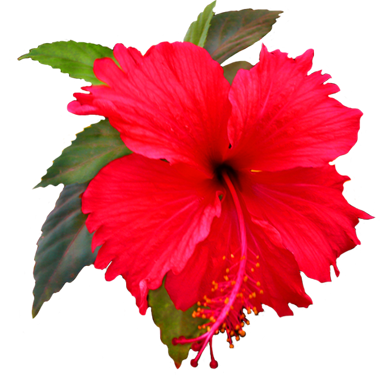 hibiscus flower clip art