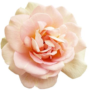 Pink Valentine Rose