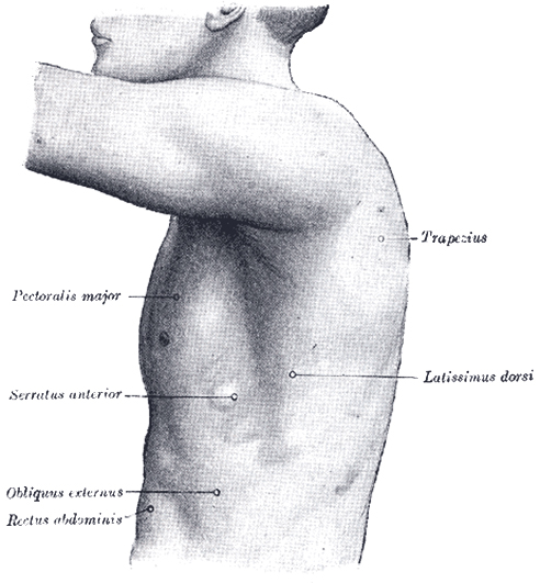 left side of thorax