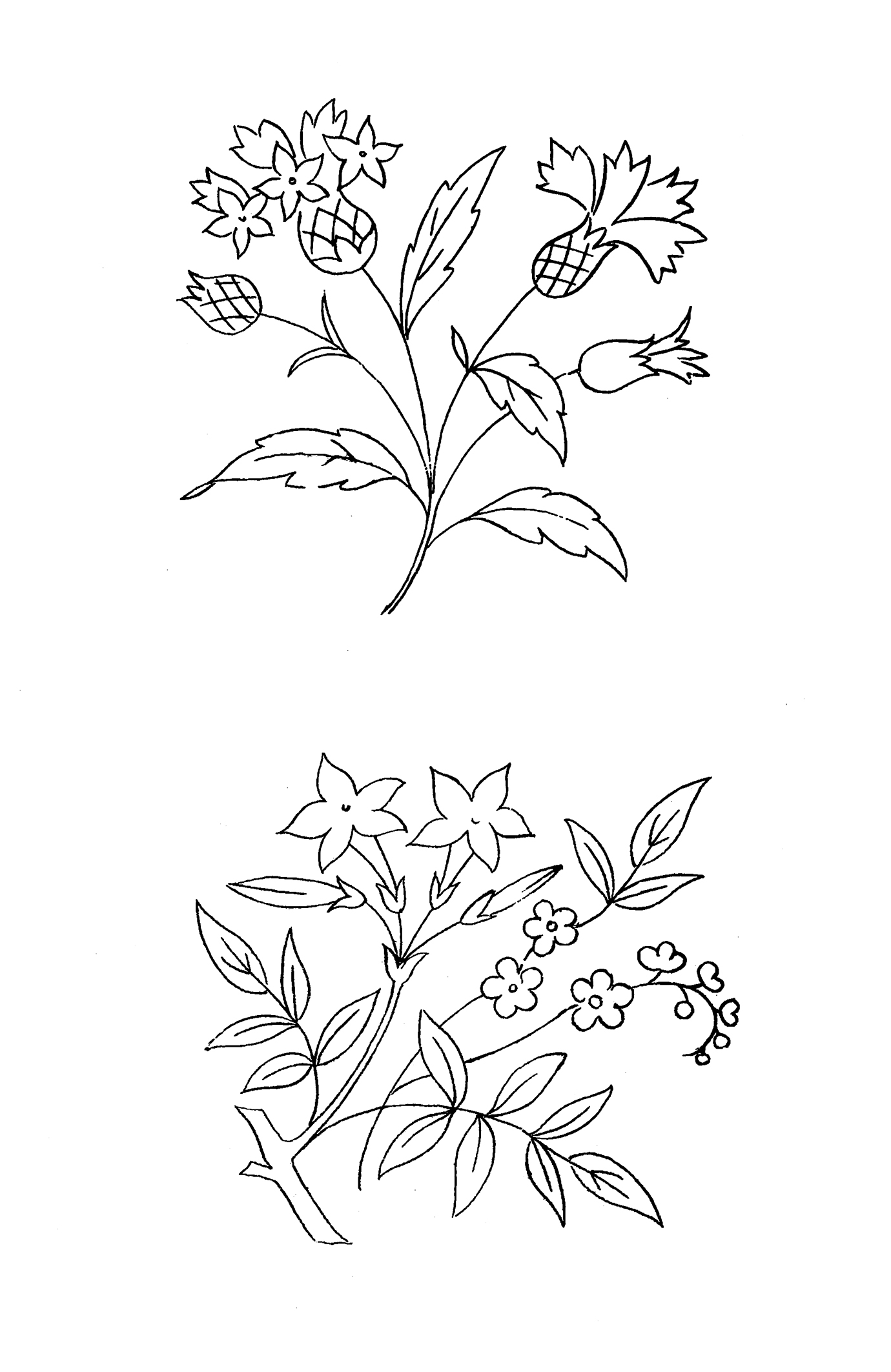thistle and another flower for coloring