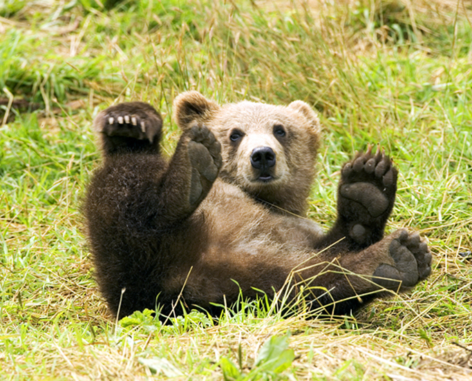 Bear cub playing