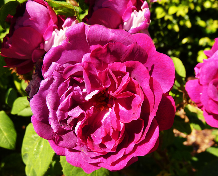 purple roses