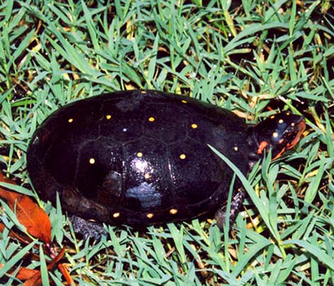 Turtle pictures Spotted turtle in grass