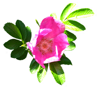 flower of dog rose