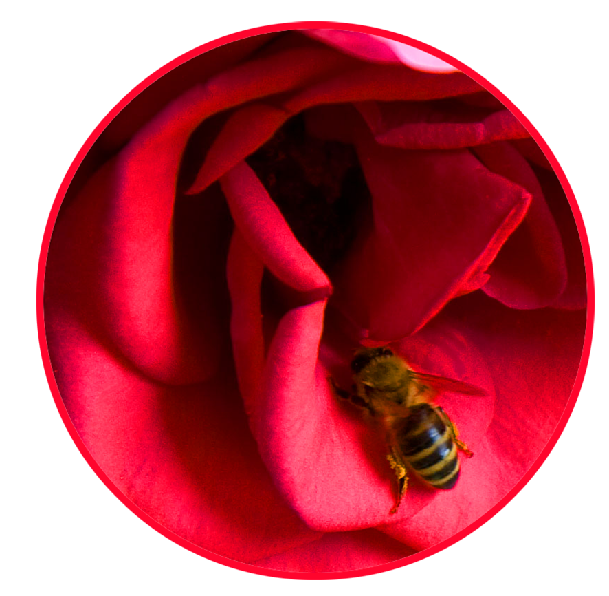 red rose cirkle honey bee