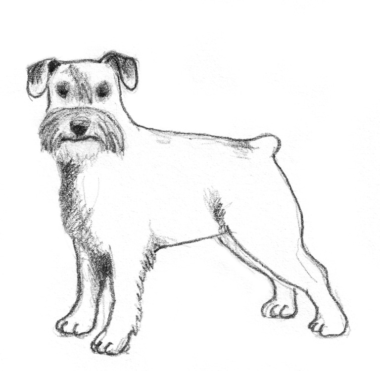 Schnautzer dog sketch