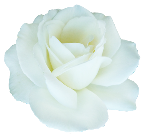 Beautiful white rose for Valentine