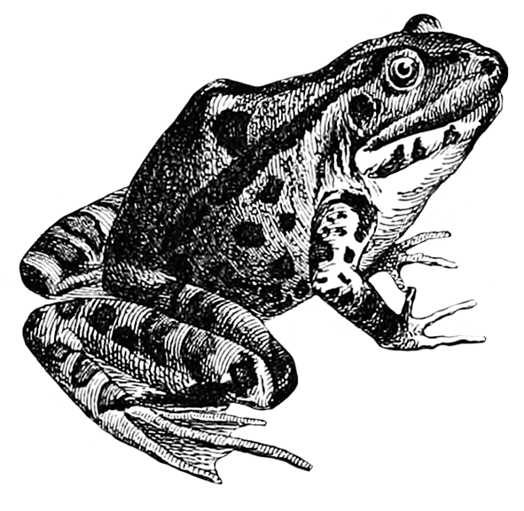 frog sketch