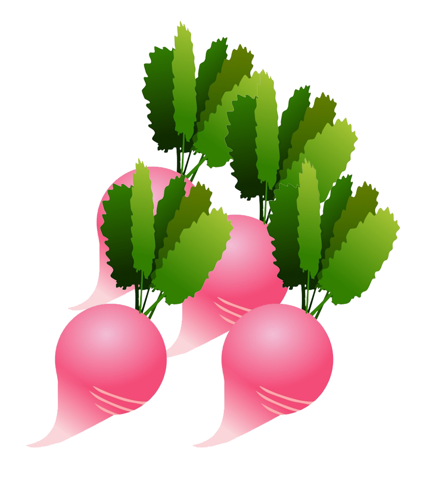 radish clipart