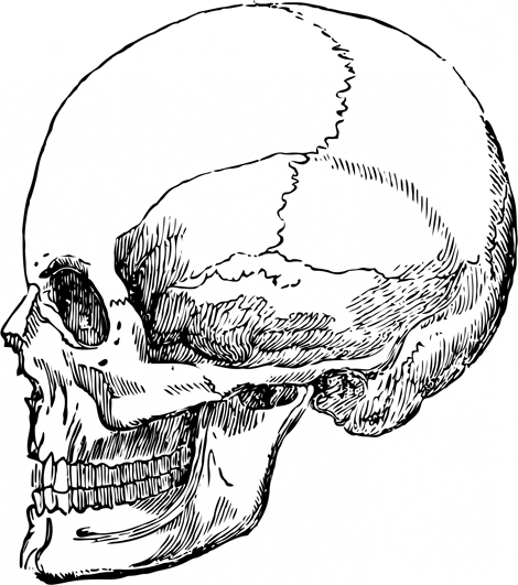 human head skull drawing