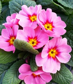 pink auriculas  blooming
