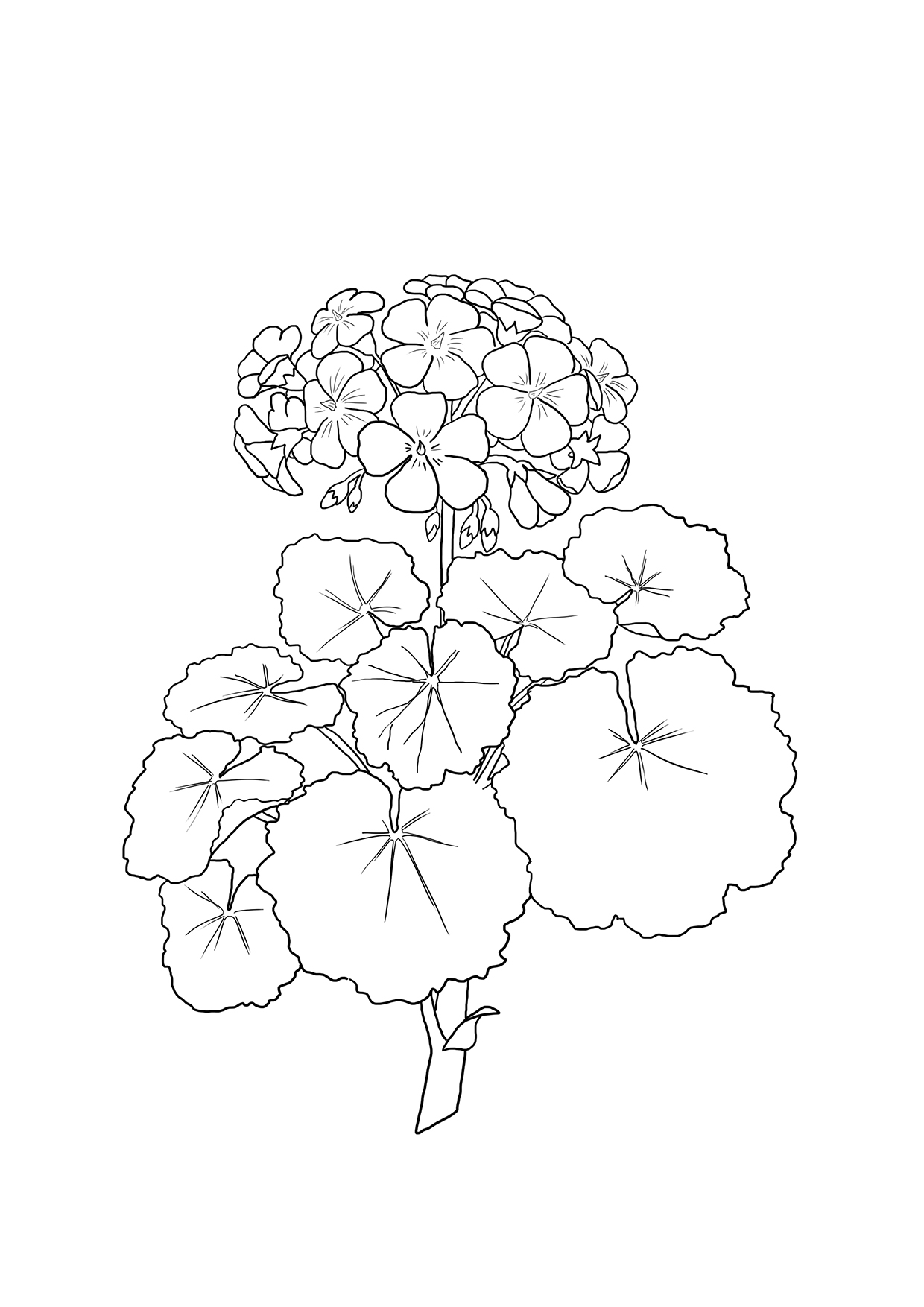 geranium flower drawing 