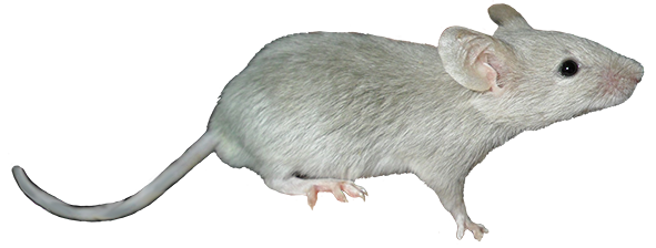 mouse clipart