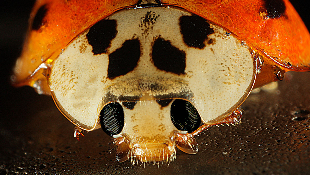 ladybug face close up
