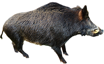 animal clip art wild boar