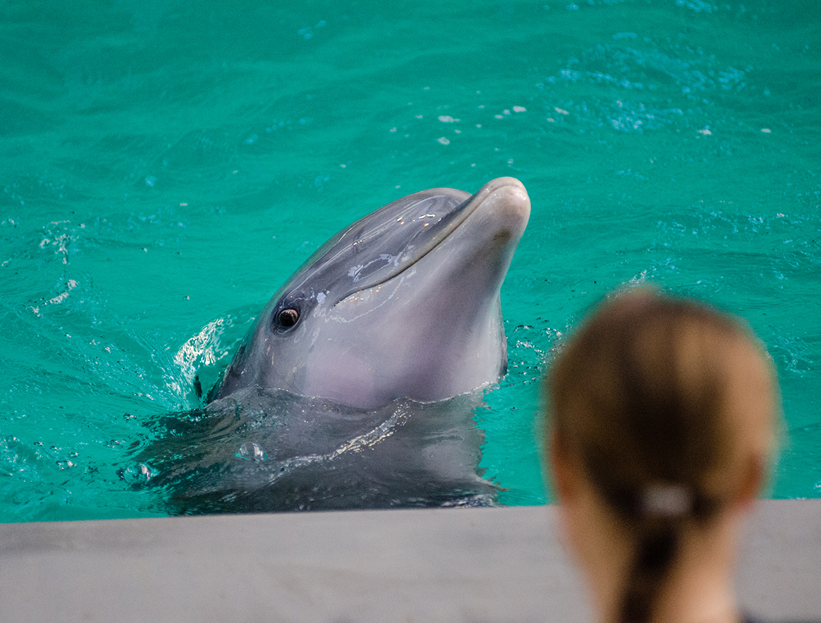 face of dolphin