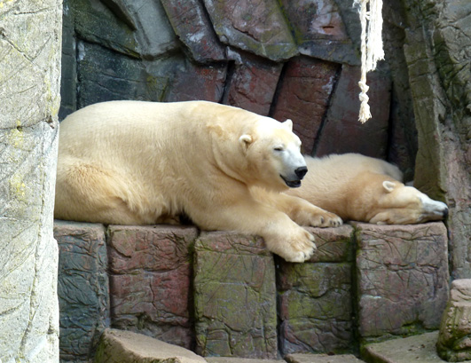 Polar bears in zoo