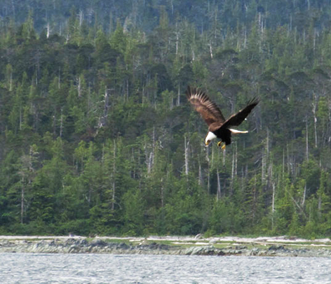 American bald eagle hunting in river