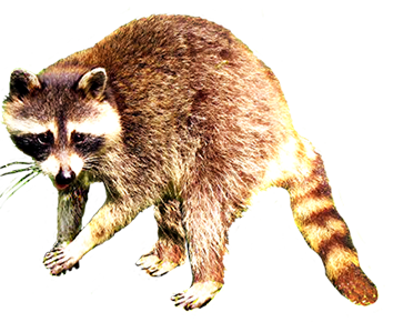 raccoon clip art