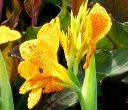 spotted yellow flower