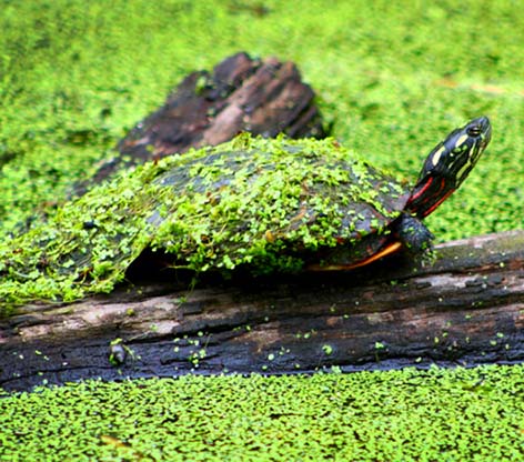 Eastern painted turtle