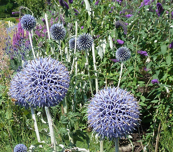 round blue flowers