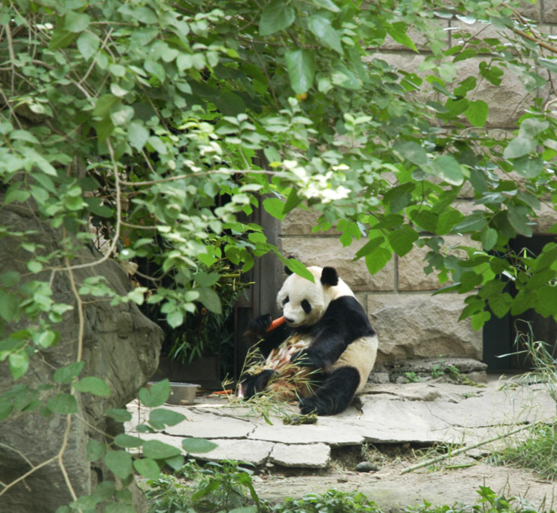 panda eating carrot