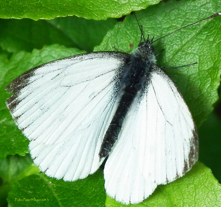white butterfly